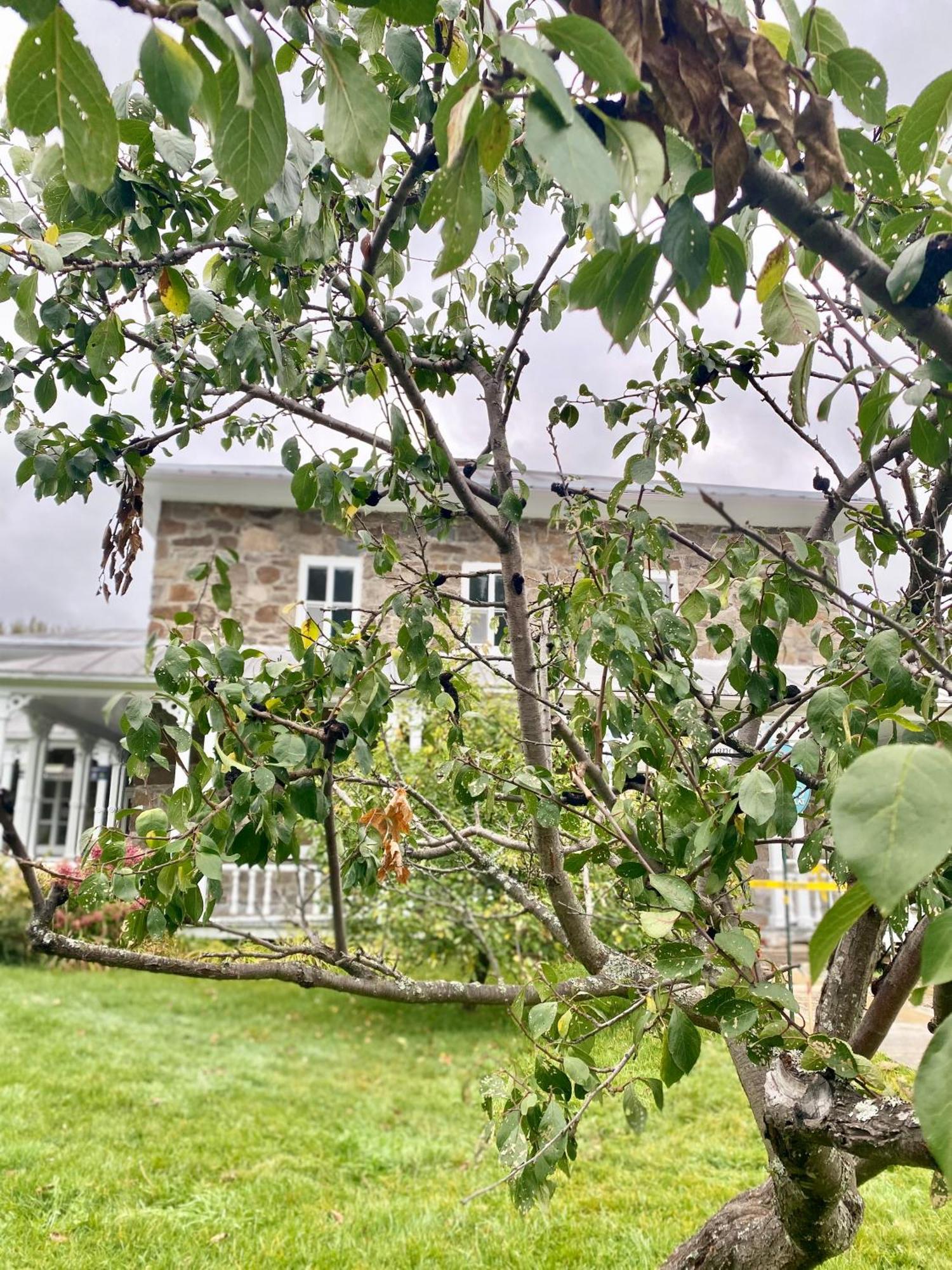 Belle Maison Avec Vue Sur La Riviere LʼAnse-Saint-Jean Exteriér fotografie